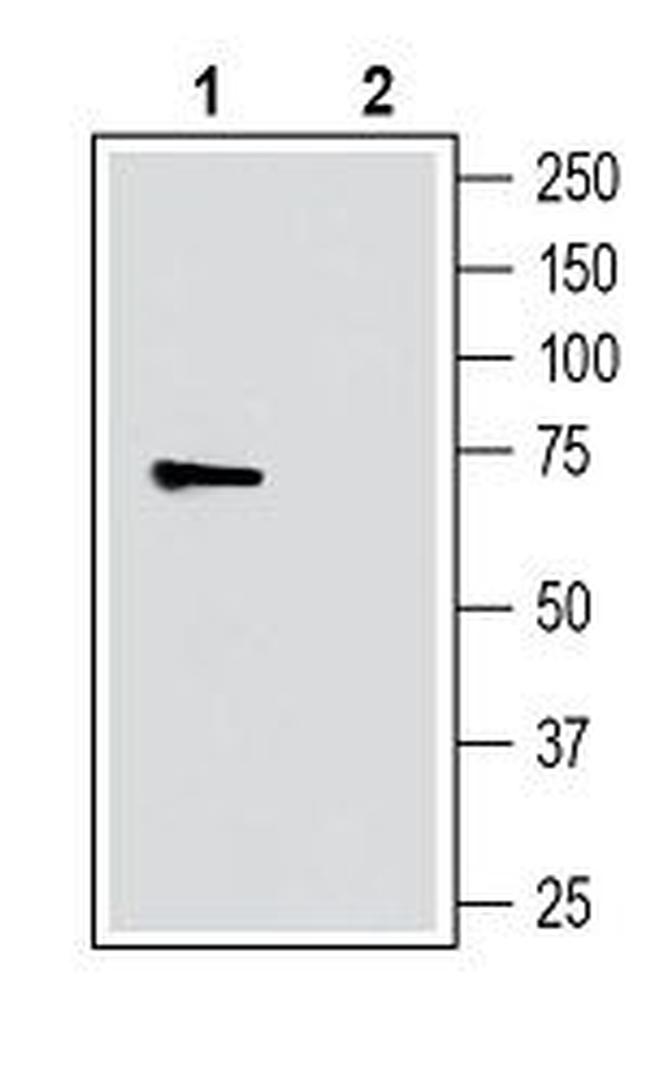 GPR52 Antibody in Western Blot (WB)