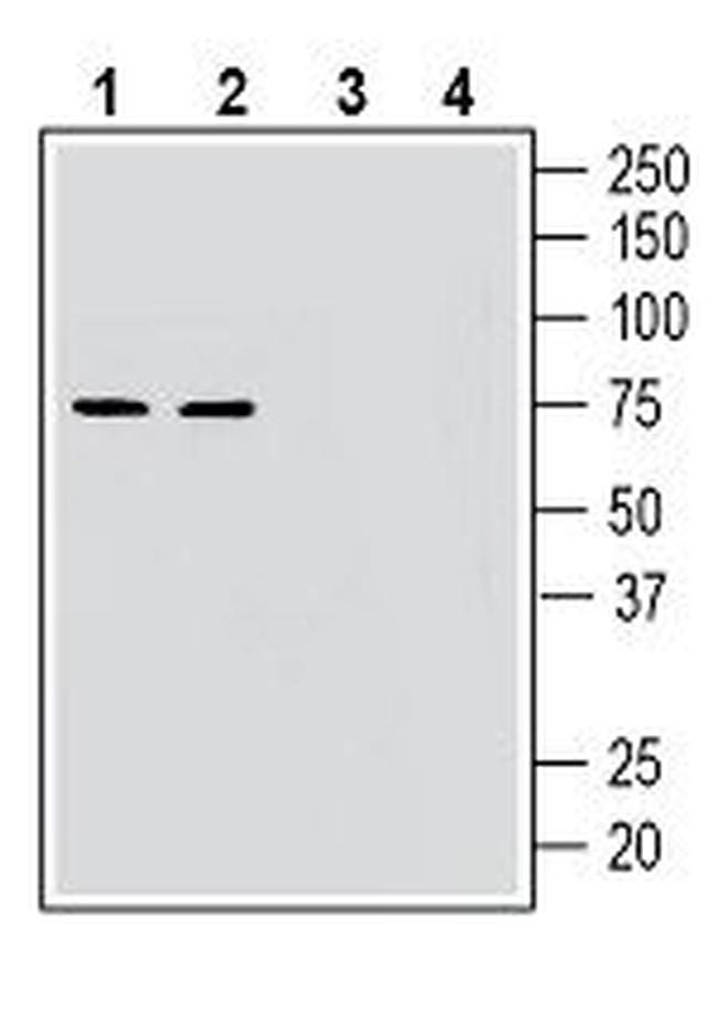 GPR52 Antibody in Western Blot (WB)