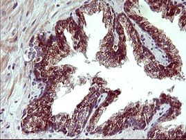 ARG2 Antibody in Immunohistochemistry (Paraffin) (IHC (P))