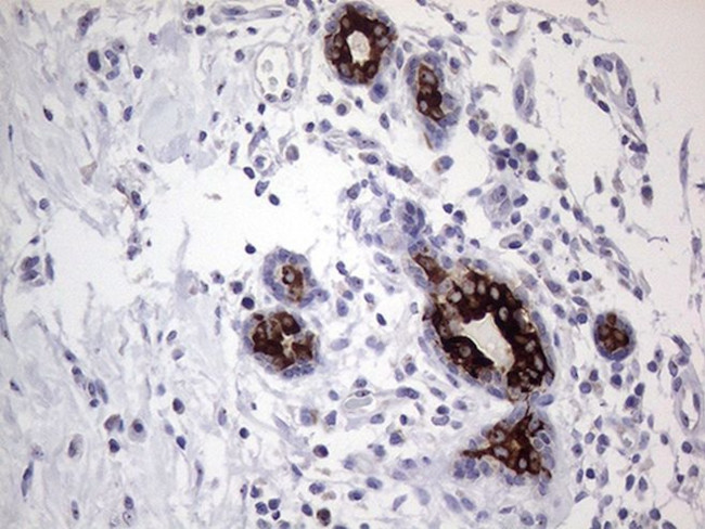 AGR2 Antibody in Immunohistochemistry (Paraffin) (IHC (P))