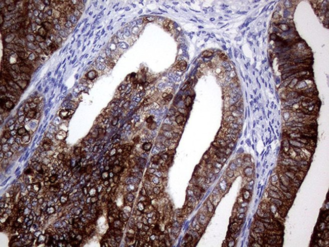 AGR2 Antibody in Immunohistochemistry (Paraffin) (IHC (P))