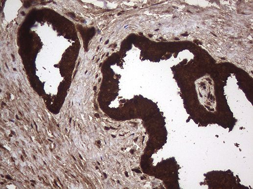 AGR2 Antibody in Immunohistochemistry (Paraffin) (IHC (P))