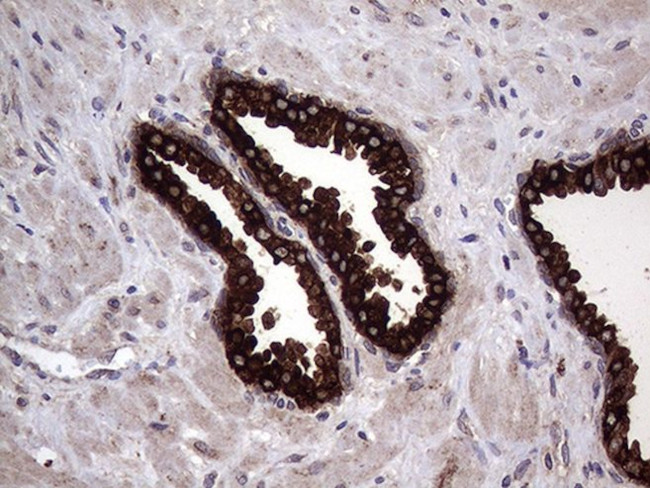 AGR2 Antibody in Immunohistochemistry (Paraffin) (IHC (P))