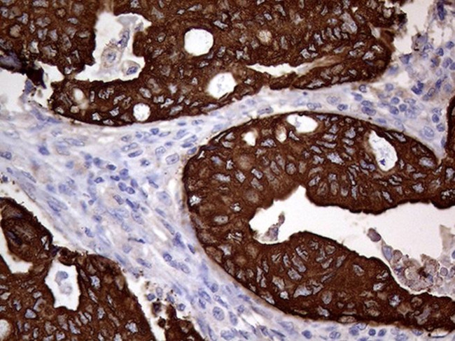 AGR2 Antibody in Immunohistochemistry (Paraffin) (IHC (P))