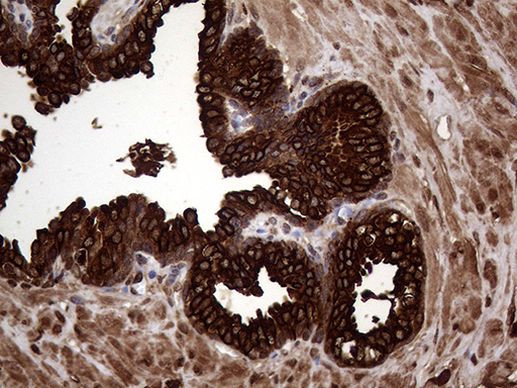 AGR2 Antibody in Immunohistochemistry (Paraffin) (IHC (P))