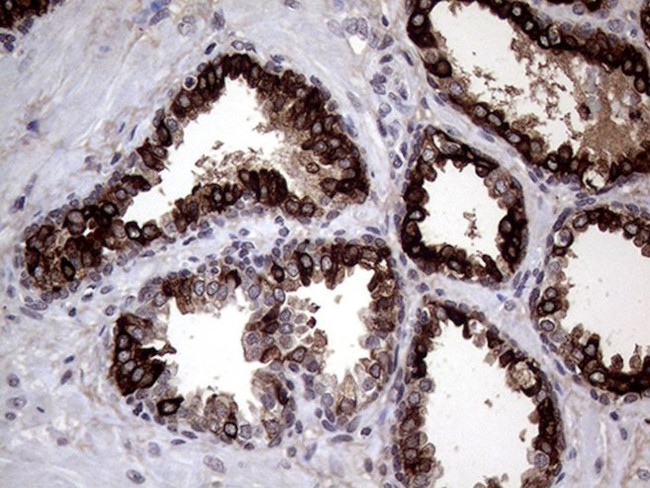 AGR2 Antibody in Immunohistochemistry (Paraffin) (IHC (P))