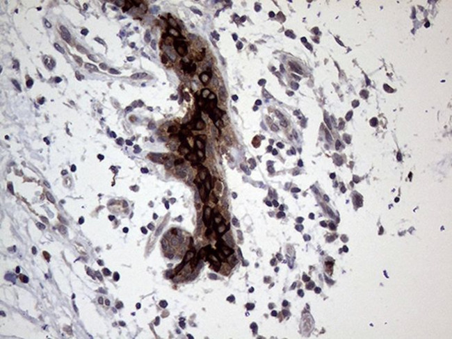 AGR2 Antibody in Immunohistochemistry (Paraffin) (IHC (P))