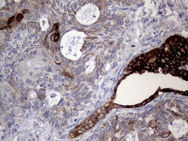 AGR2 Antibody in Immunohistochemistry (Paraffin) (IHC (P))