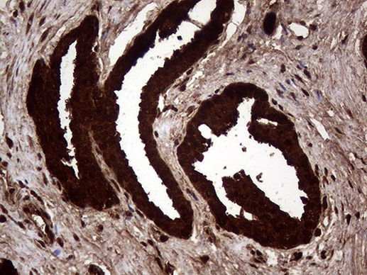 AGR2 Antibody in Immunohistochemistry (Paraffin) (IHC (P))