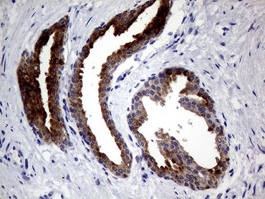 AGR2 Antibody in Immunohistochemistry (Paraffin) (IHC (P))