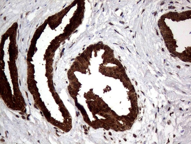 AGR2 Antibody in Immunohistochemistry (Paraffin) (IHC (P))