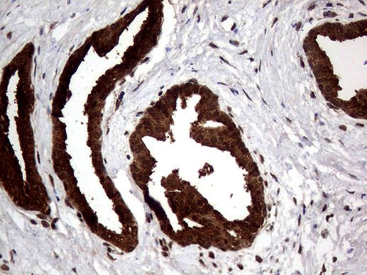 AGR2 Antibody in Immunohistochemistry (Paraffin) (IHC (P))