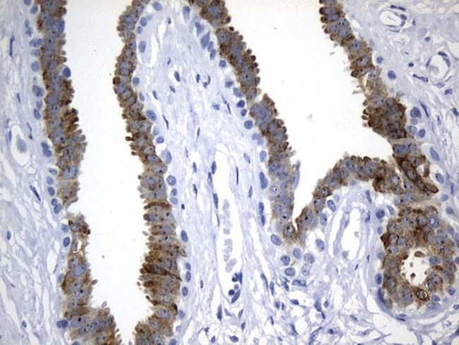 AGR2 Antibody in Immunohistochemistry (Paraffin) (IHC (P))