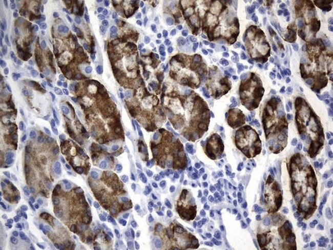 AGR2 Antibody in Immunohistochemistry (Paraffin) (IHC (P))