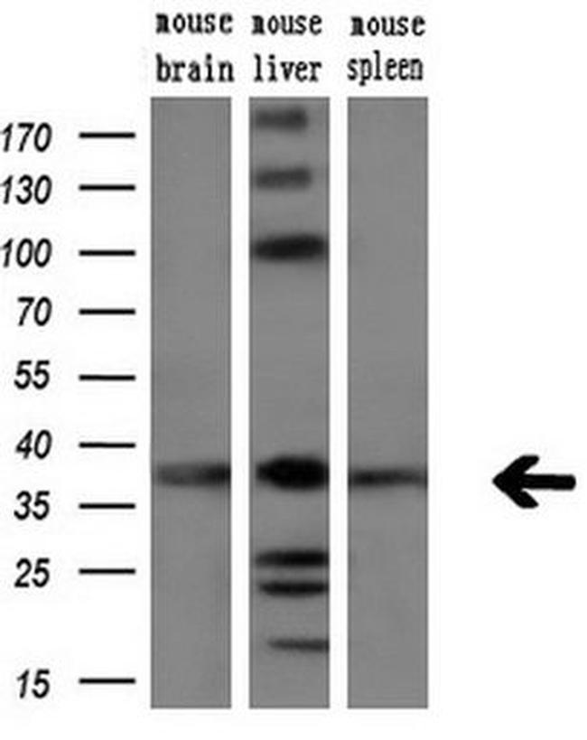 ARG2 Antibody in Western Blot (WB)