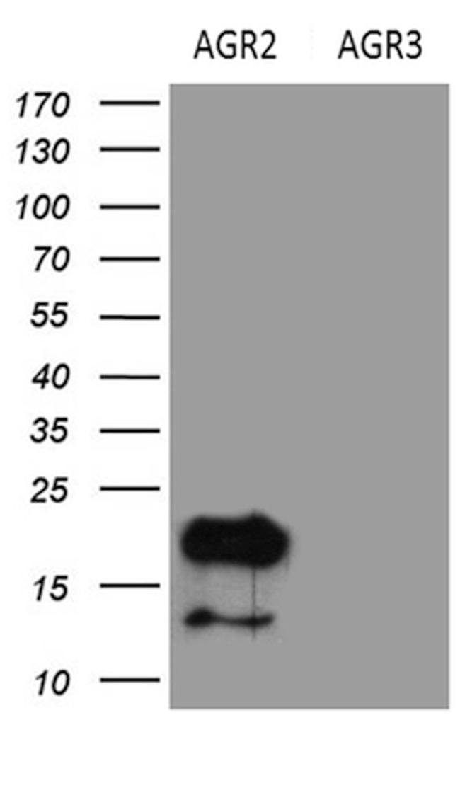 AGR2 Antibody in Western Blot (WB)