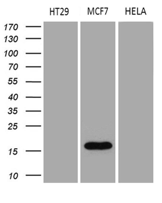 AGR2 Antibody in Western Blot (WB)