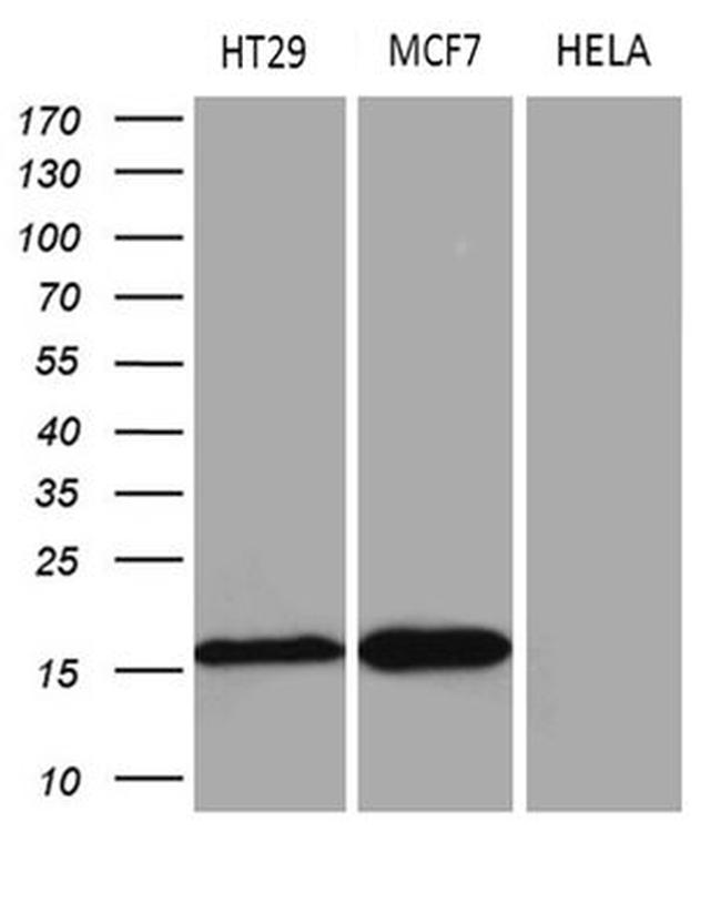 AGR2 Antibody in Western Blot (WB)