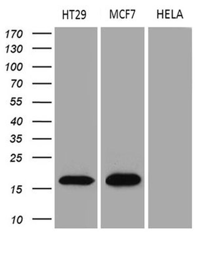 AGR2 Antibody in Western Blot (WB)