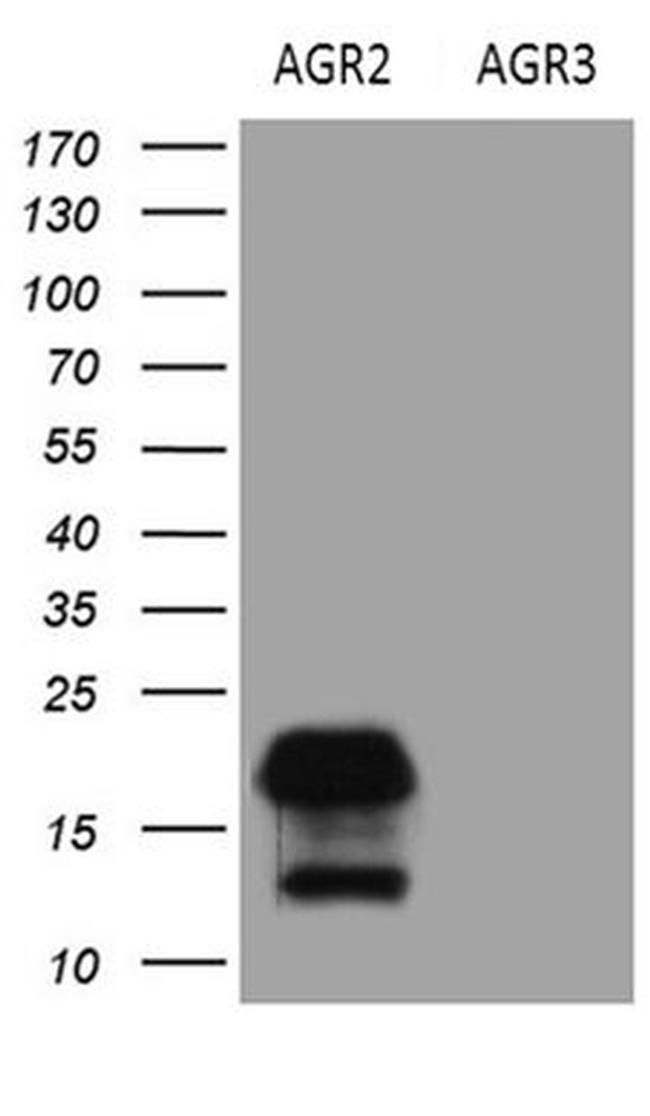 AGR2 Antibody in Western Blot (WB)