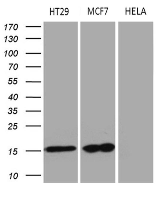 AGR2 Antibody in Western Blot (WB)