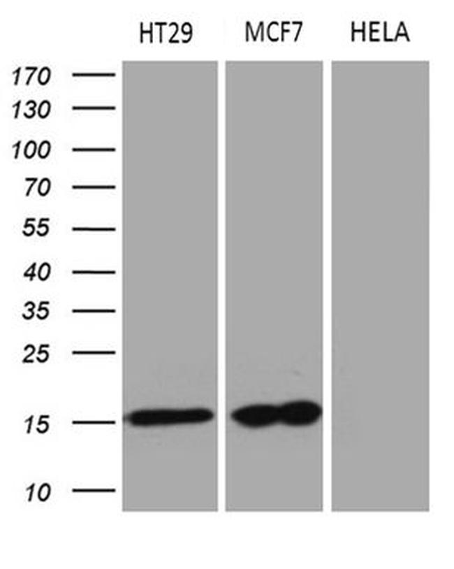 AGR2 Antibody in Western Blot (WB)