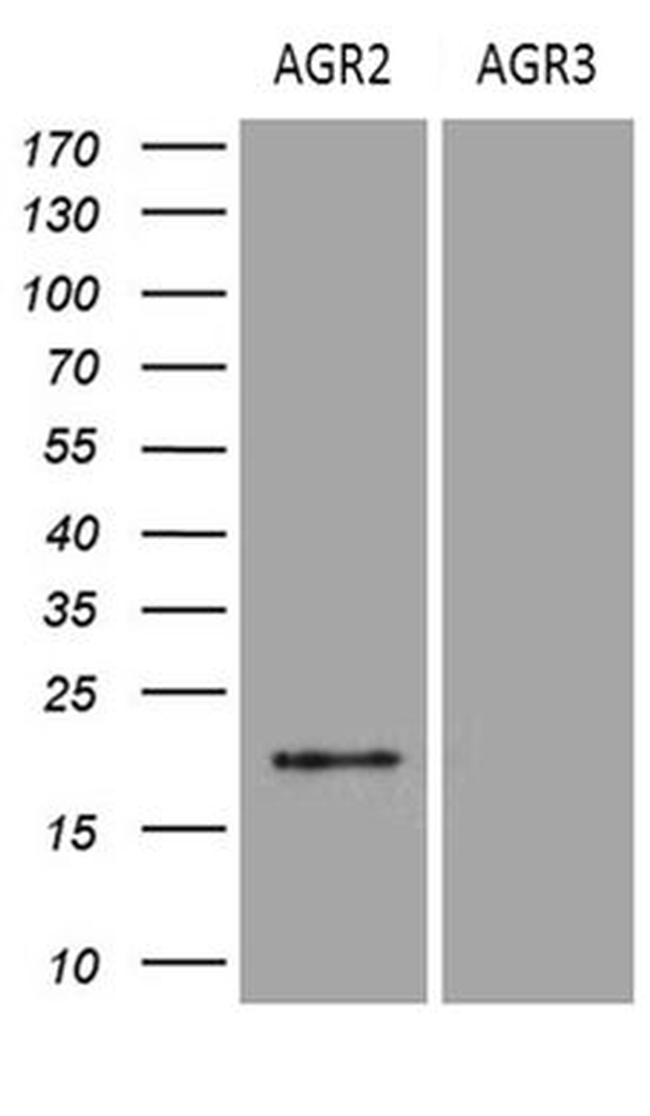 AGR2 Antibody in Western Blot (WB)