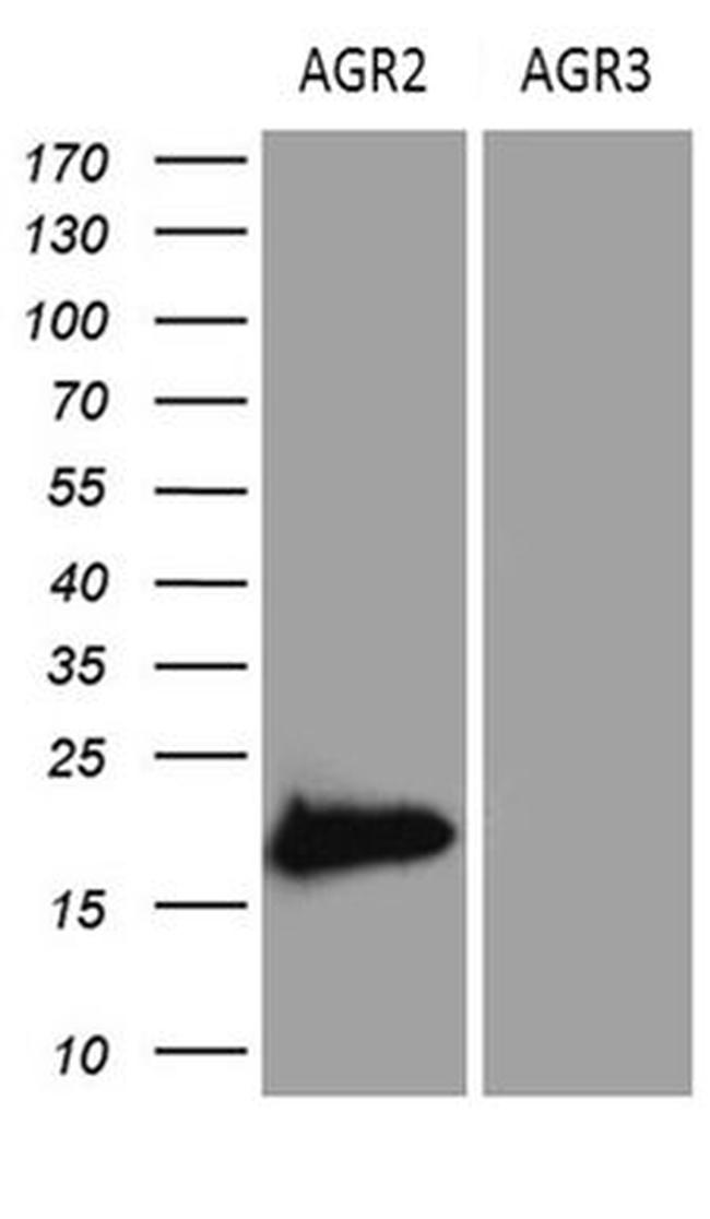 AGR2 Antibody in Western Blot (WB)