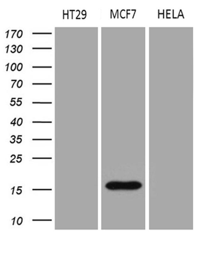 AGR2 Antibody in Western Blot (WB)