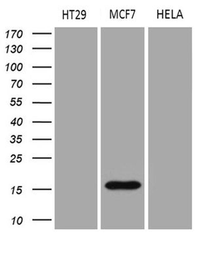 AGR2 Antibody in Western Blot (WB)