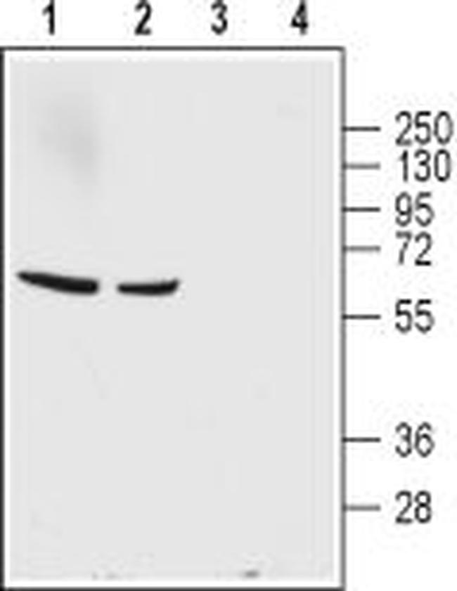 GABA Transporter 1 (GAT-1) (extracellular) Antibody in Western Blot (WB)