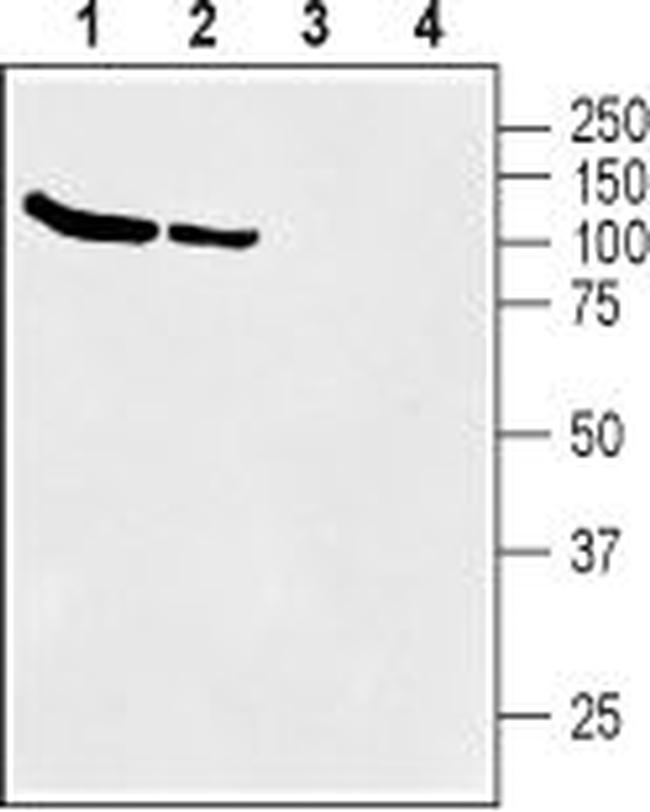 BGT-1 (SLC6A12) Antibody in Western Blot (WB)