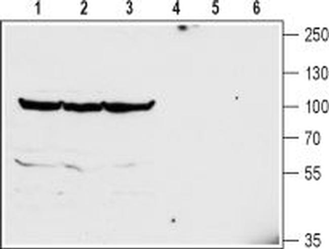 GlyT2 (SLC6A5) (extracellular) Antibody in Western Blot (WB)