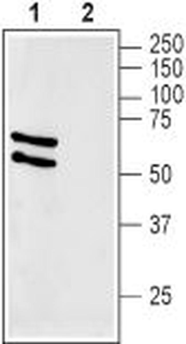 GLUT2 (SLC2A2) Antibody in Western Blot (WB)