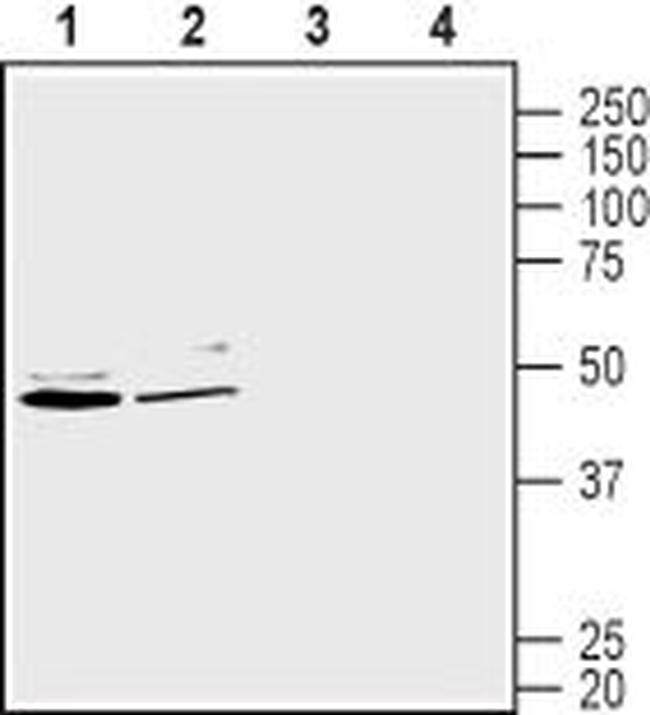 GLUT2 (SLC2A2) Antibody in Western Blot (WB)