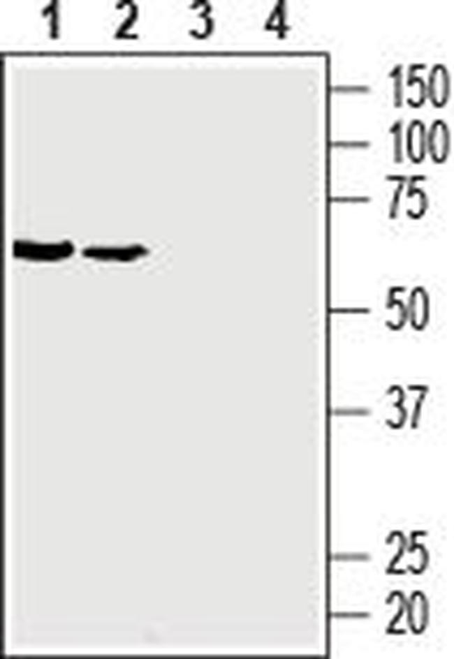 GLUT3 (extracellular) Antibody in Western Blot (WB)