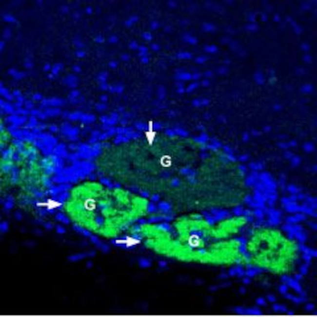 GLUT4 Antibody in Immunohistochemistry (Frozen) (IHC (F))