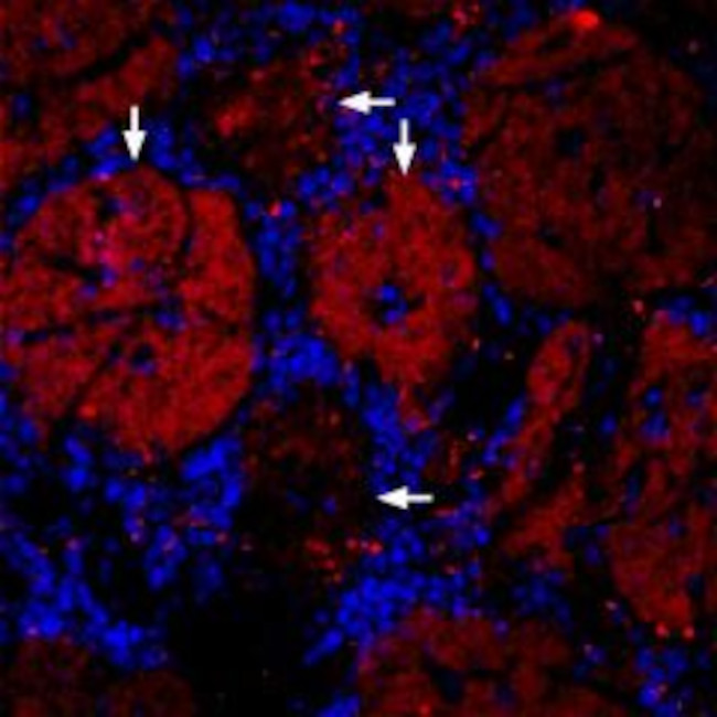 GLUT4 Antibody in Immunohistochemistry (Frozen) (IHC (F))