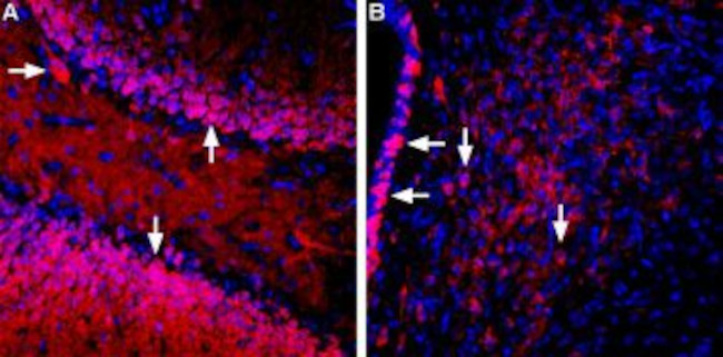 SGLT1 (extracellular) Antibody in Immunohistochemistry (Frozen) (IHC (F))