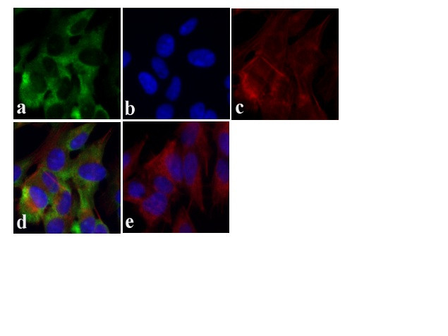 Tau Antibody in Immunocytochemistry (ICC/IF)