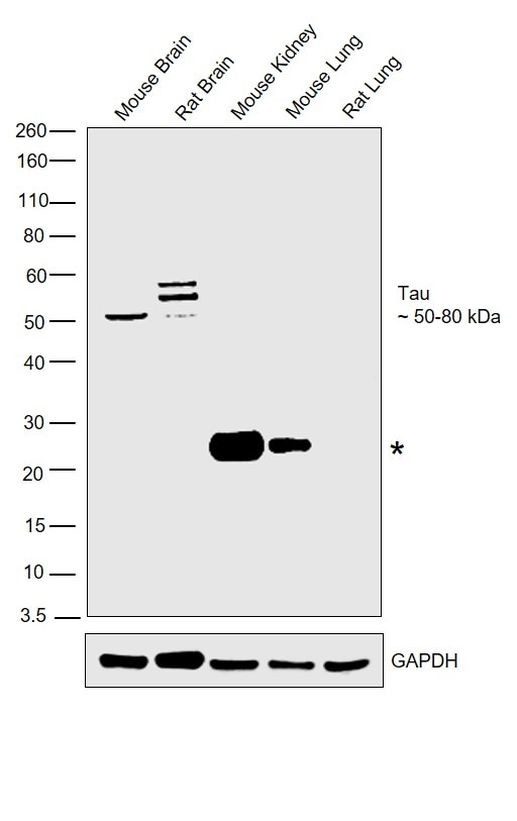 Tau Antibody