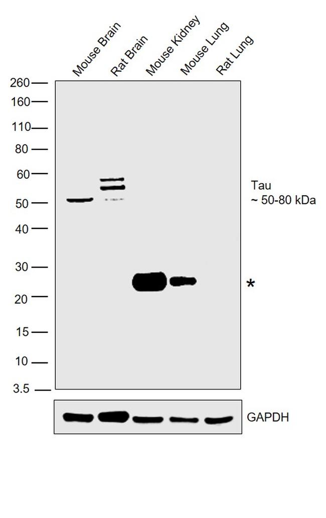 Tau Antibody in Western Blot (WB)