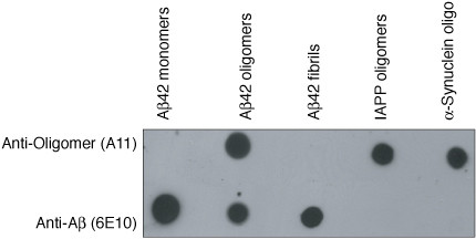 Oligomer A11 Antibody in Western Blot (WB)