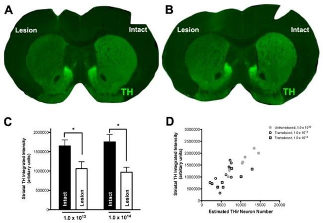 alpha Synuclein Antibody in Immunohistochemistry - Free Floating (IHC (Free))