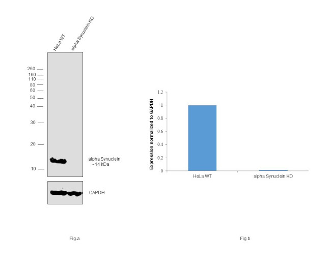 alpha Synuclein Antibody