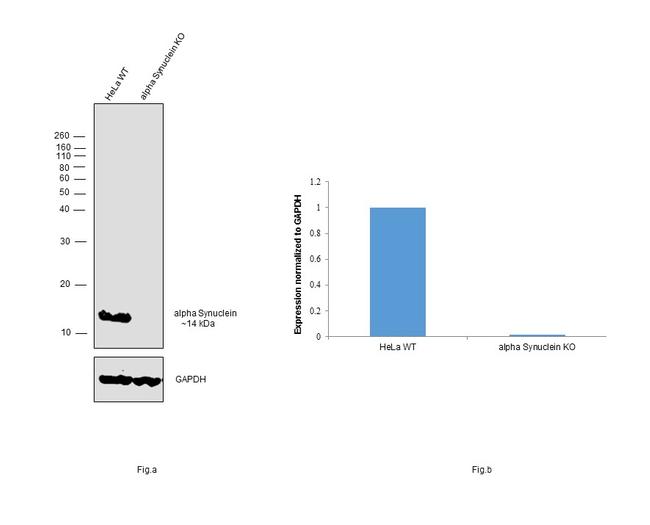 alpha Synuclein Antibody in Western Blot (WB)