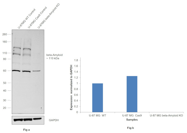 beta Amyloid (1-20) Antibody in Western Blot (WB)