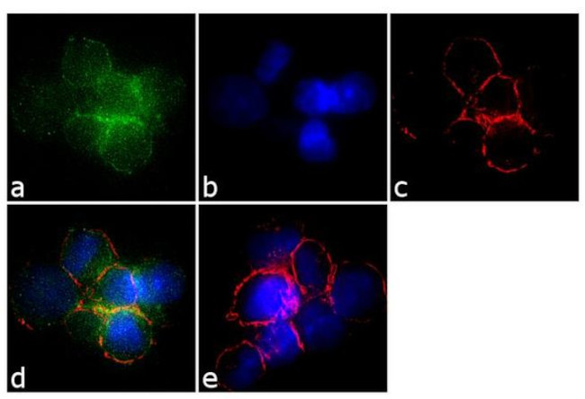 G-CSF Antibody in Immunocytochemistry (ICC/IF)