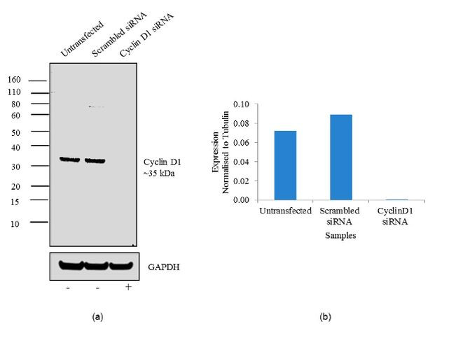 Cyclin D1 Antibody