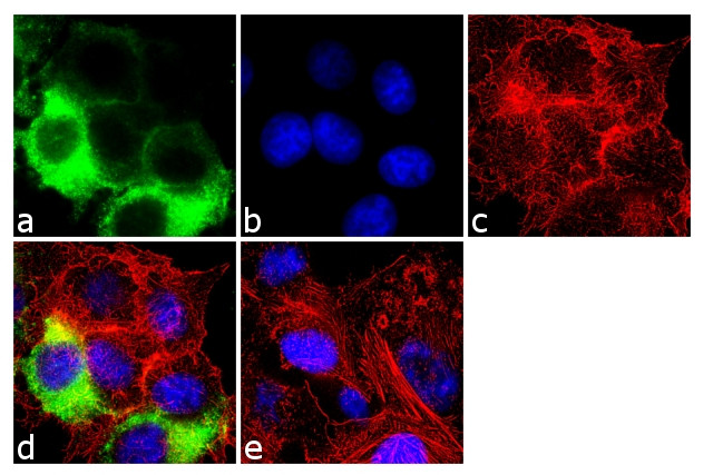 Cyclin D1 Antibody in Immunocytochemistry (ICC/IF)